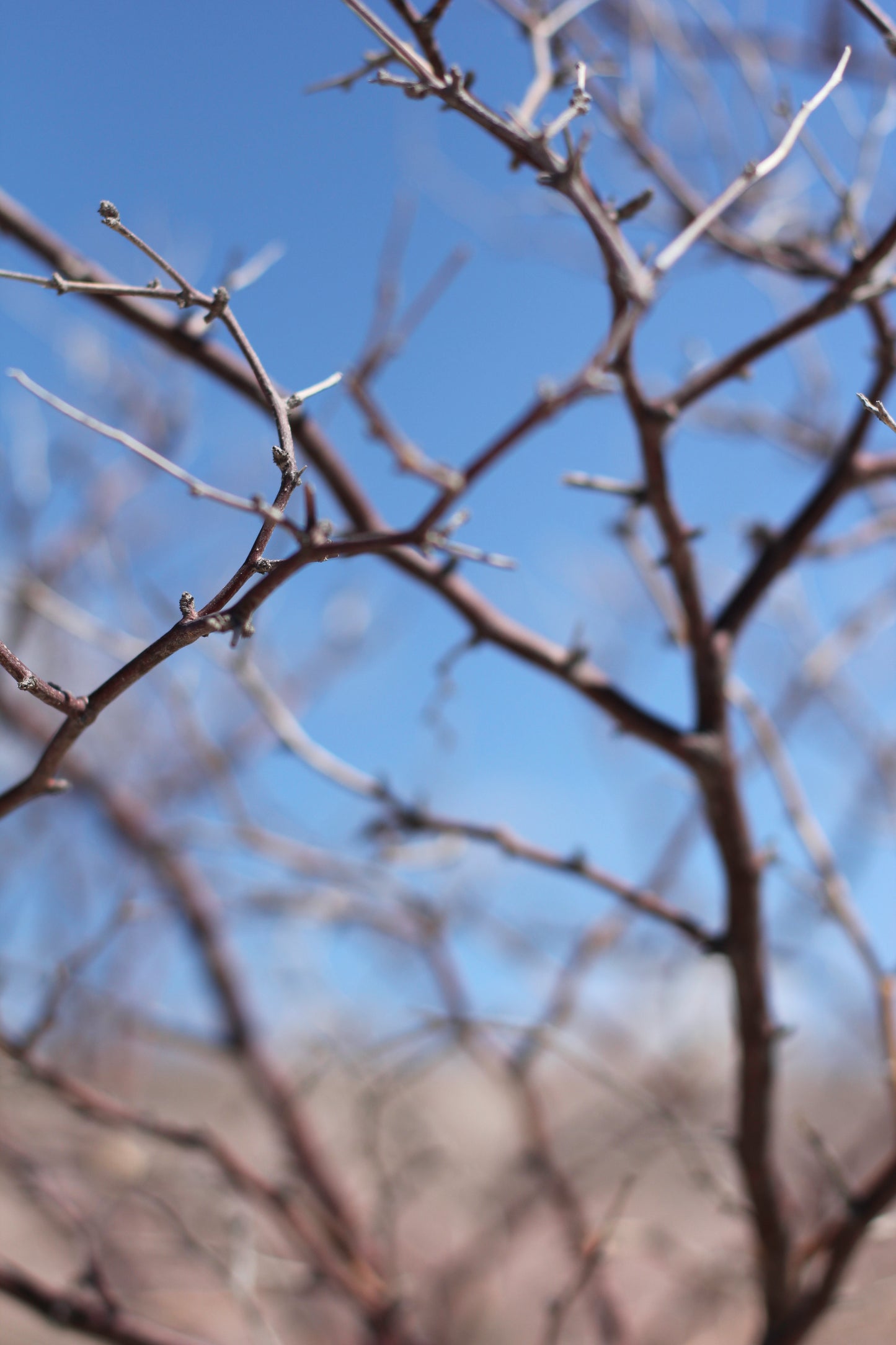 Garland Sutton - Untitled XIII, Elephante 16" X 24"