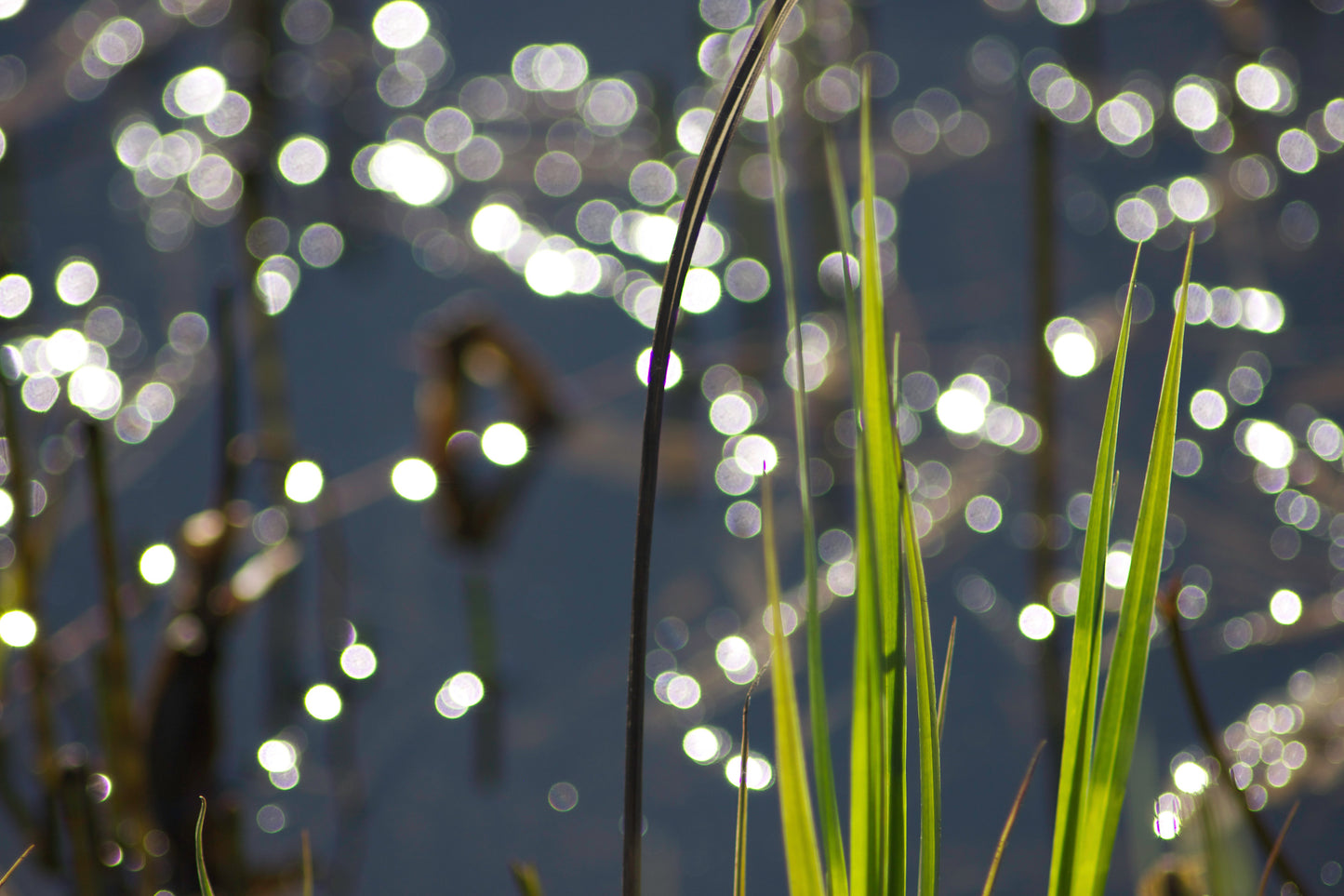 Garland Sutton - Untitled III, Popcorn Beach 16" X 24"