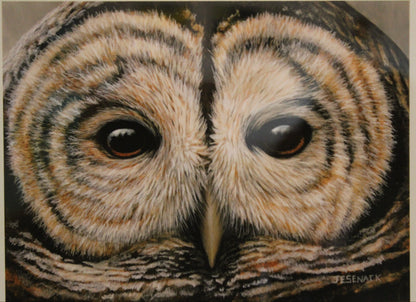 J Elaine Senack | Barred Owl Eyes